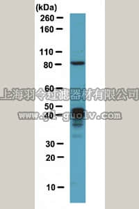 merck millipore,默克密理博,ABE241,Anti-MBNL1 Antibody