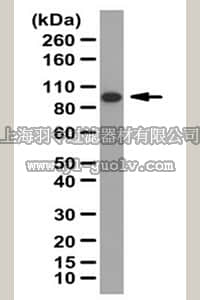 merck millipore,默克密理博,ABE24,Anti-BPTF Antibody