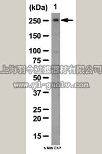 merck millipore,默克密理博,ABE251,Anti-N-CoR Antibody