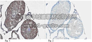 merck millipore,默克密理博,ABE252,Anti-Nanos homolog 2 Antibody