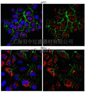 merck millipore,默克密理博,ABE257,Anti-RAD51 Antibody