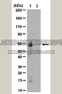 merck millipore,默克密理博,ABE25,Anti-acetyl-c-Myc (Lys148) Antibody