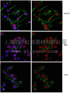merck millipore,默克密理博,ABE260,Anti-HDAC1 Antibody