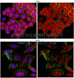 merck millipore,默克密理博,ABE262,Anti-HDAC4 Antibody