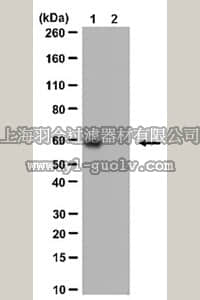 merck millipore,默克密理博,ABE26,Anti-acetyl-c-Myc (Lys323) Antibody