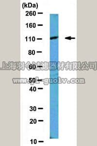 merck millipore,默克密理博,ABE278,Anti-MILI Antibody