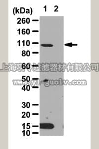 merck millipore,默克密理博,ABE279,Anti-HIF-1α Antibody