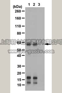 merck millipore,默克密理博,ABE27,Anti-acetyl-c-Myc (Lys157) Antibody
