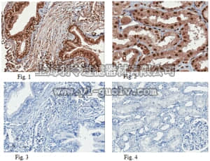 merck millipore,默克密理博,ABE281,Anti-EZH1 Antibody