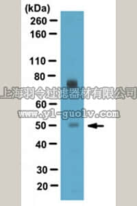 merck millipore,默克密理博,ABE284,Anti-T-box transcription factor TBX5 Antibody