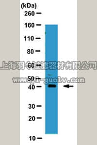 merck millipore,默克密理博,ABE285,Anti-Tristetraprolin Antibody