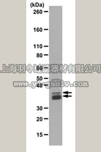 merck millipore,默克密理博,ABE293,Anti-MBD3 Antibody