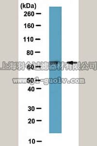 merck millipore,默克密理博,ABE302,Anti-ATDC Antibody