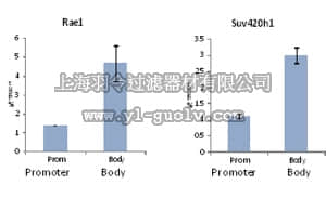 merck millipore,默克密理博,ABE305,Anti-trimethyl Histone H3 (Lys36) Antibody