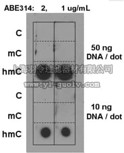 merck millipore,默克密理博,ABE314,Anti-5-hydroxymethylcytosine Antibody