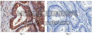 merck millipore,默克密理博,ABE315,Anti-SMYD3 Antibody