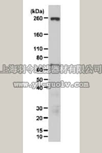 merck millipore,默克密理博,ABE316,Anti-ARID1B Antibody