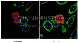 merck millipore,默克密理博,ABE319,Anti-HpTGEKP motif Antibody