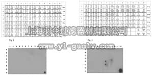 merck millipore,默克密理博,ABE320,Anti-dimethyl Histone H4 (Arg17) Antibody, symmetric