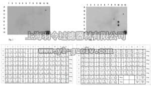 merck millipore,默克密理博,ABE321,Anti-dimethyl Histone H4 Antibody (Arg19), Symmetric