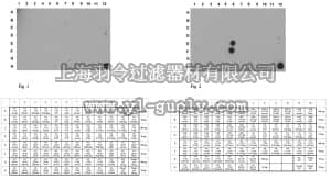 merck millipore,默克密理博,ABE323,Anti-dimethyl Histone H4 Antibody (Arg17)