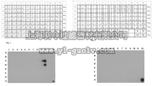 merck millipore,默克密理博,ABE324,Anti-dimethyl Histone H3 (Arg17) Antibody