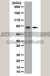 merck millipore,默克密理博,ABE333,Anti-MeCP2 Antibody, Isoform B