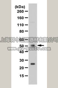 merck millipore,默克密理博,ABE335,Anti-FOXL2 Antibody