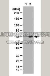 merck millipore,默克密理博,ABE343,Anti-phospho-Chk2 (Thr68) Antibody