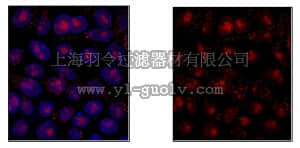 merck millipore,默克密理博,ABE364,Anti-Tet2 Antibody