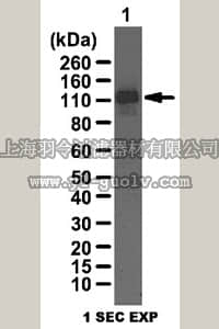 merck millipore,默克密理博,ABE365,Anti-LSD1 Antibody