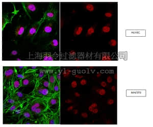 merck millipore,默克密理博,ABE367,Anti-RNF168 Antibody