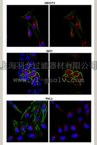 merck millipore,默克密理博,ABE36,Anti-RAR-alpha Antibody