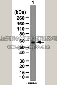 merck millipore,默克密理博,ABE37,Anti-LSM14A Antibody