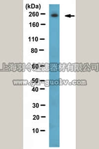 merck millipore,默克密理博,ABE383,Anti-Tet3 Antibody