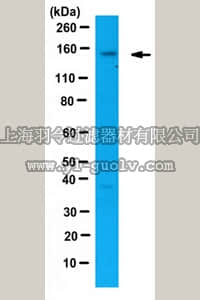 merck millipore,默克密理博,ABE386,Anti-Flightless-1 homolog Antibody