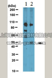merck millipore,默克密理博,ABE387,Anti-ATF4 Antibody