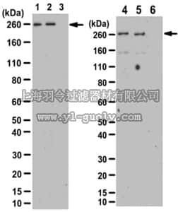 merck millipore,默克密理博,ABE389,Anti-phospho-ATR (Ser428) Antibody