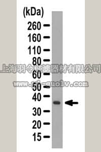 merck millipore,默克密理博,ABE390,Anti-26S proteasome regulatory subunit RPN11 Antibody