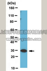 merck millipore,默克密理博,ABE391,Anti-RPS3 Antibody