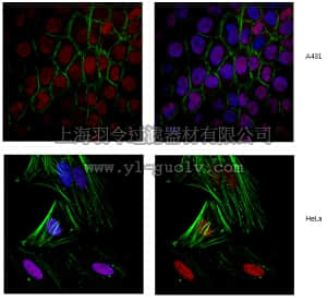 merck millipore,默克密理博,ABE394,Anti-Cohesin subunit SA-2 Antibody