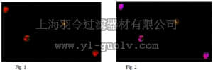 merck millipore,默克密理博,ABE396,Anti-PHD finger protein 11 Antibody