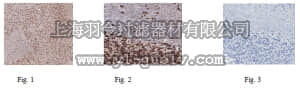 merck millipore,默克密理博,ABE399,Anti-CHD-7 Antibody