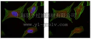 merck millipore,默克密理博,ABE401,Anti-BCL-11A Antibody