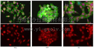 merck millipore,默克密理博,ABE409,Anti-UTX Antibody