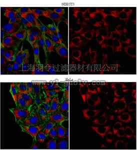 merck millipore,默克密理博,ABE40,Anti-PABPC1/C3 Antibody