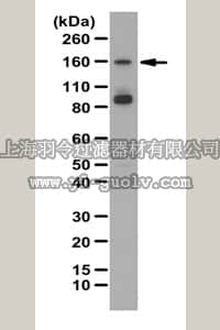 merck millipore,默克密理博,ABE410,Anti-Histone demethylase UTY Antibody