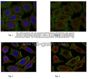 merck millipore,默克密理博,ABE413,Anti-NF-E2-related factor 2 Antibody