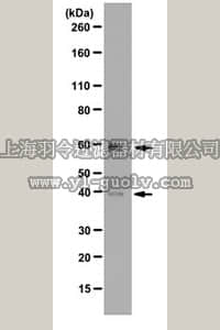 merck millipore,默克密理博,ABE415,Anti-Transcription factor EB Antibody