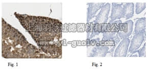 merck millipore,默克密理博,ABE420,Anti-HMG-box transcription factor 1 Antibody